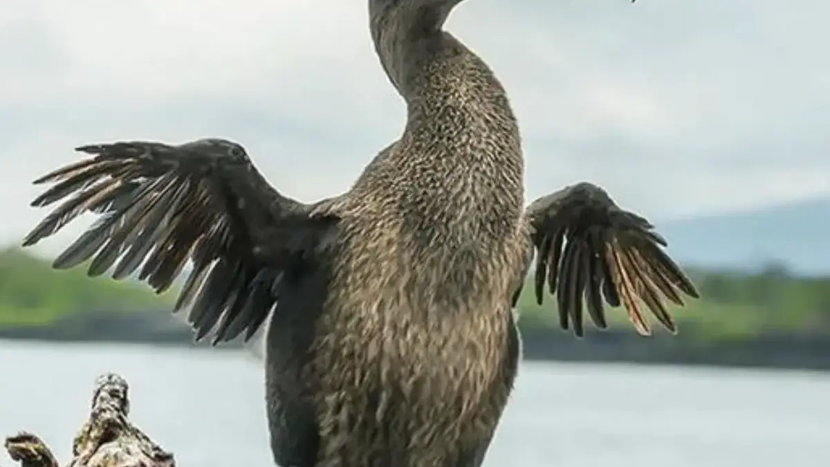 5 Burung yang Ahli dalam Berenang dan Menyelam Bisa Menyelam di Kedalaman 300 Meter 
