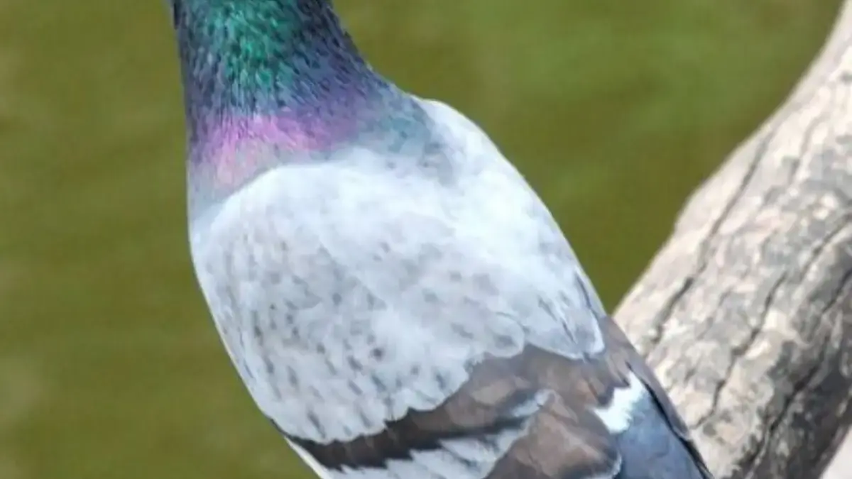 Biasa Menjadi Burung Kicau, 5 Jenis Burung Pemakan biji – bijian 