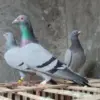 Mengantar Hingga Jarak yang Sangat Jauh, Bagaimana Melatih Burung Merpati untuk Mengantar Surat 