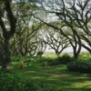 De Djawatan Forest Banyuwangi: Hutan Trembesi Raksasa Ala Negeri Dongeng