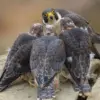 Bisa Terbang 5 Burung Terbang Dengan Kecepatan Tinggi, Di Dunia 