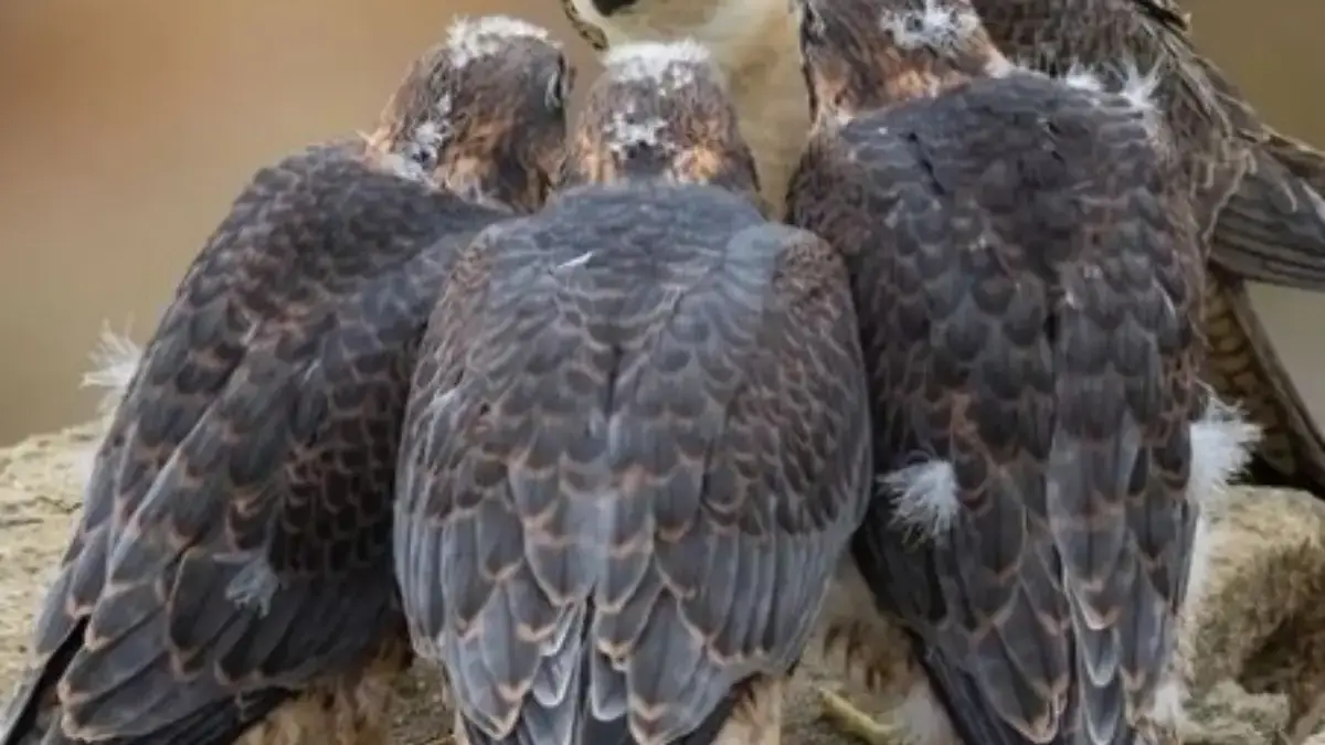 Bisa Terbang 5 Burung Terbang Dengan Kecepatan Tinggi, Di Dunia 