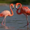 4 Fakta Ilmiah Warna Kulit dari Burung Flamingo 