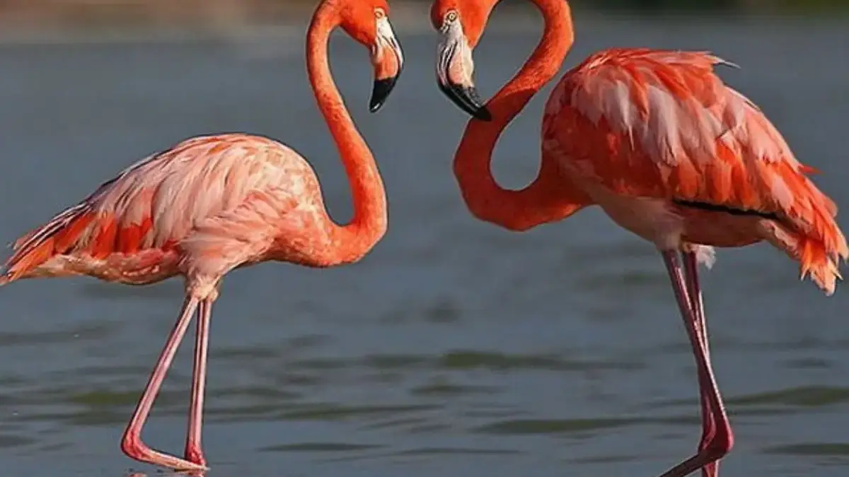 4 Fakta Ilmiah Warna Kulit dari Burung Flamingo 