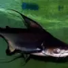 5 Fakta Mengenai Ikan Pangasius Sanitwongsei atau Ikan Genghis khan