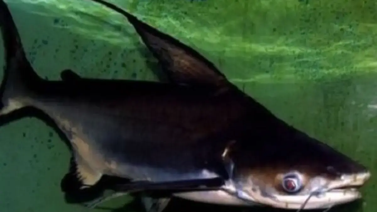 5 Fakta Mengenai Ikan Pangasius Sanitwongsei atau Ikan Genghis khan