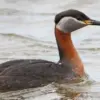 Masih Berkerabat Dekat dengan Flamingo, 5 Fakta Menarik Burung Grebe 