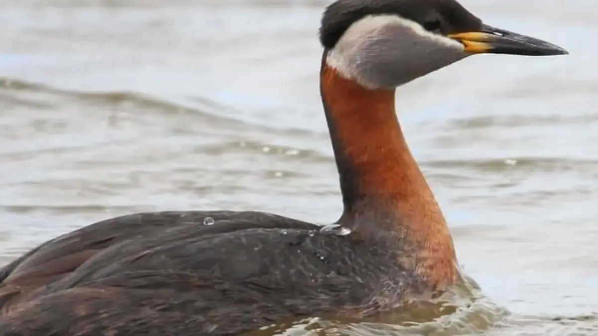 Masih Berkerabat Dekat dengan Flamingo, 5 Fakta Menarik Burung Grebe 