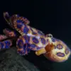 5 Fakta Mengerikan Tentang Gurita Cincin Biru, Hewan Laut yang Sangat Mematikan