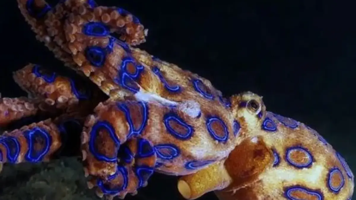5 Fakta Mengerikan Tentang Gurita Cincin Biru, Hewan Laut yang Sangat Mematikan