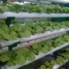 Rekomendasi Tanaman Hidroponik yang Cepat Panen dan Mudah Dirawat bagi Pemula