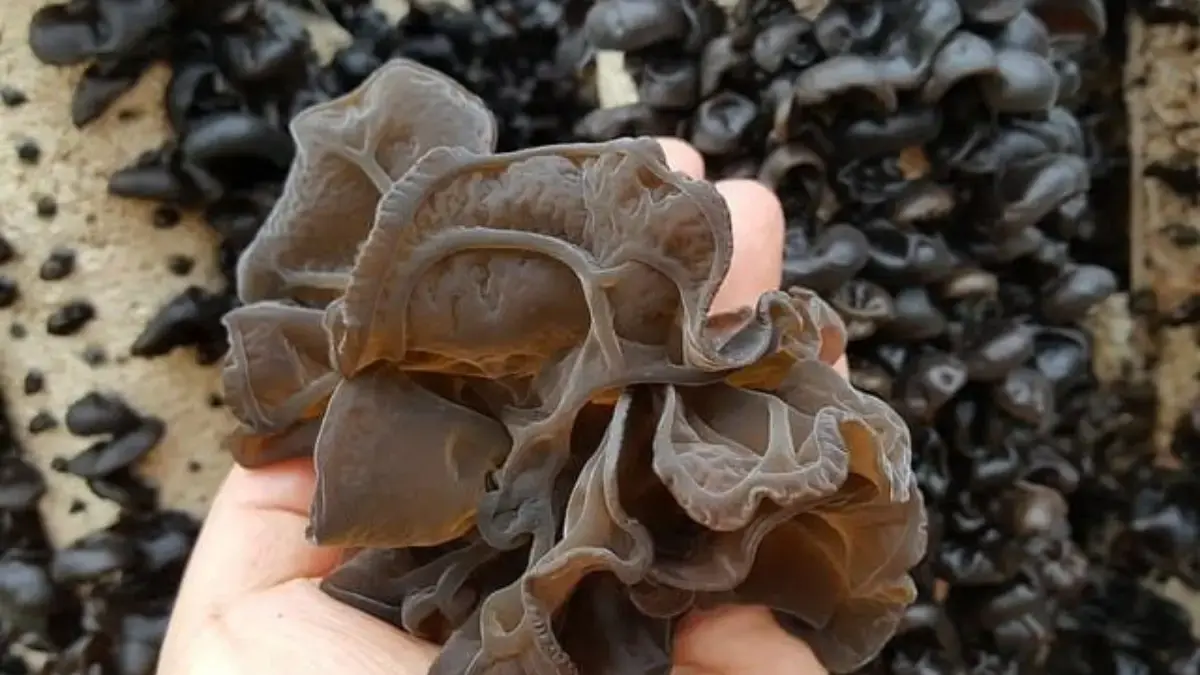 Cara Memilih Waktu yang Tepat untuk Menanam Jamur Kuping agar Hasil Panen Melimpah