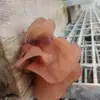 Cara Memilih Jamur Kuping Segar dan Bagus, Perhatikan Teksturnya!