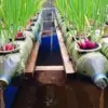 Tips Mengatur Sirkulasi Air untuk Mencegah Kebusukan pada Tanaman Hidroponik