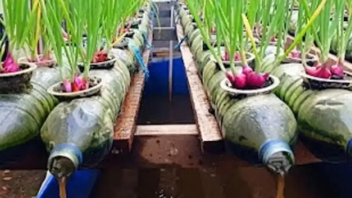Tips Mengatur Sirkulasi Air untuk Mencegah Kebusukan pada Tanaman Hidroponik