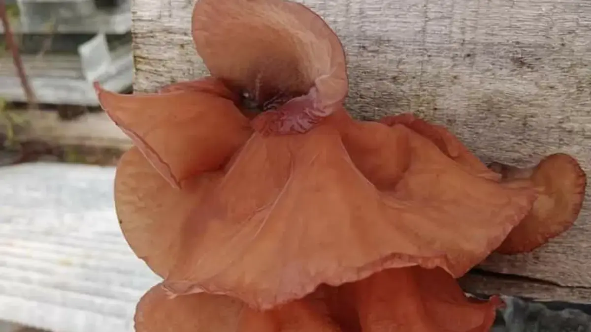 Cara Menyimpan Jamur Kuping Agar Tetap Segar dan Tahan Lama 