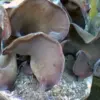 10 Manfaat Jamur Kuping untuk Kesehatan yang Jarang di Ketahui