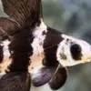5 Fakta Tentang Ikan Myxocyprinus Asiaticus, Jenis Ikan yang Sangat Unik 
