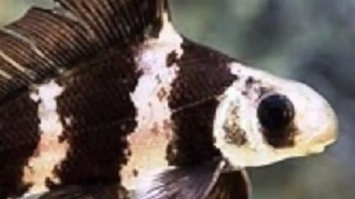5 Fakta Tentang Ikan Myxocyprinus Asiaticus, Jenis Ikan yang Sangat Unik 