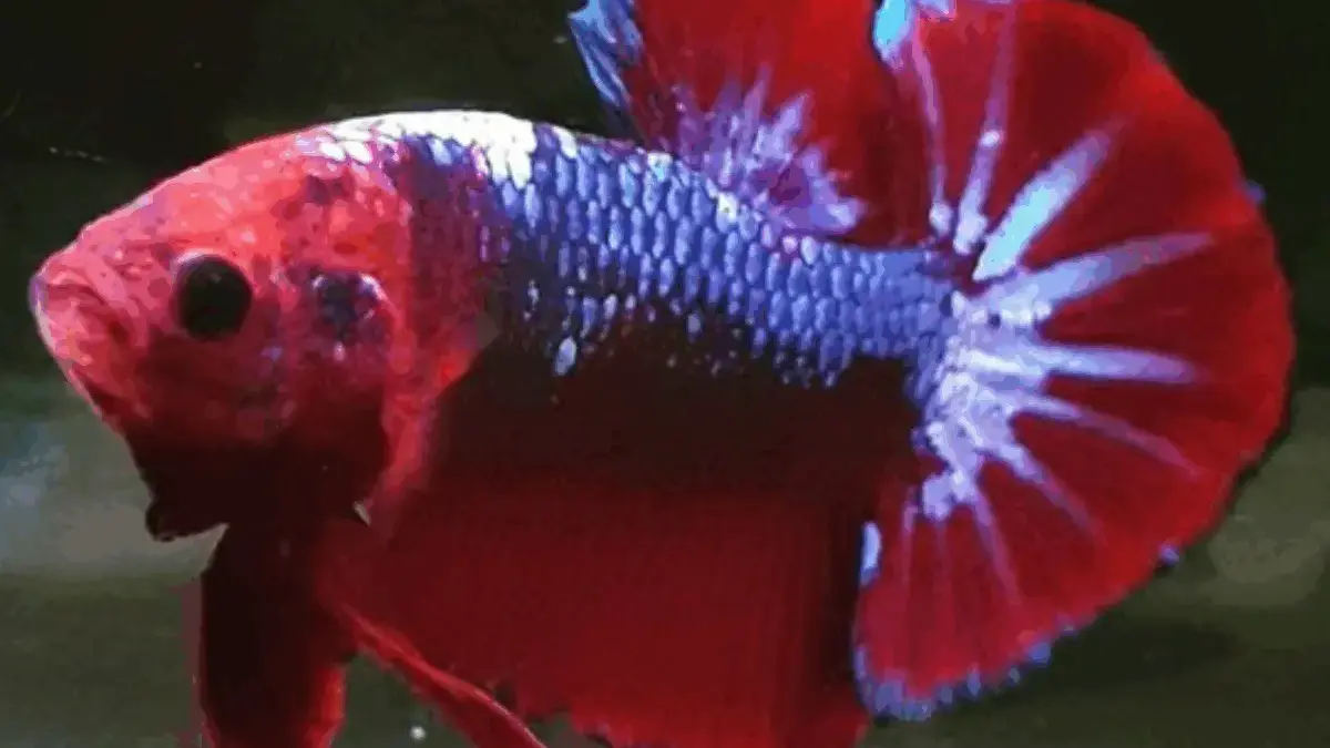Sangat Populer Sekali, 7 Jenis Ikan Cupang yang Populer Dipelihara