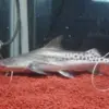 5 Fakta Tentang Brachyplatystoma filamentosum, Jenis Ikan Lele Karnivora Asal Sungai Amazon 