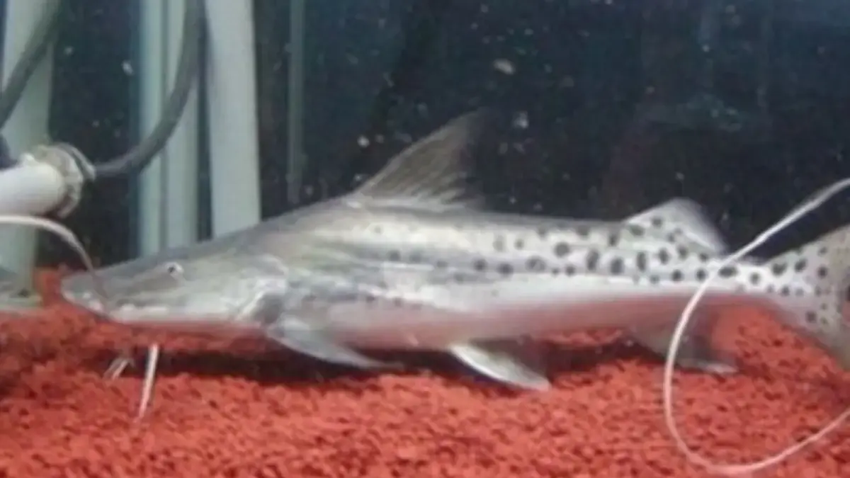 5 Fakta Tentang Brachyplatystoma filamentosum, Jenis Ikan Lele Karnivora Asal Sungai Amazon 
