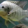 5 Jenis Ikan Konsumsi Air Tawar yang Mudah Dibudidayakan 