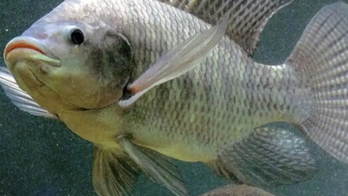 5 Jenis Ikan Konsumsi Air Tawar yang Mudah Dibudidayakan 
