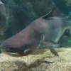Fakta Menarik Tentang Ikan Pangasianodon Gigas atau Ikan Patin Raksasa Mekong
