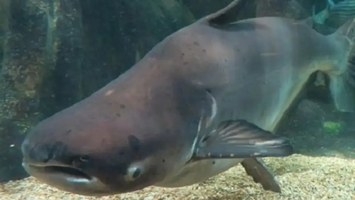 Fakta Menarik Tentang Ikan Pangasianodon Gigas atau Ikan Patin Raksasa Mekong