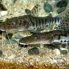 5 Fakta Tentang Ikan Tiger Shovelnose Catfish, Ikan Sungai Amazon