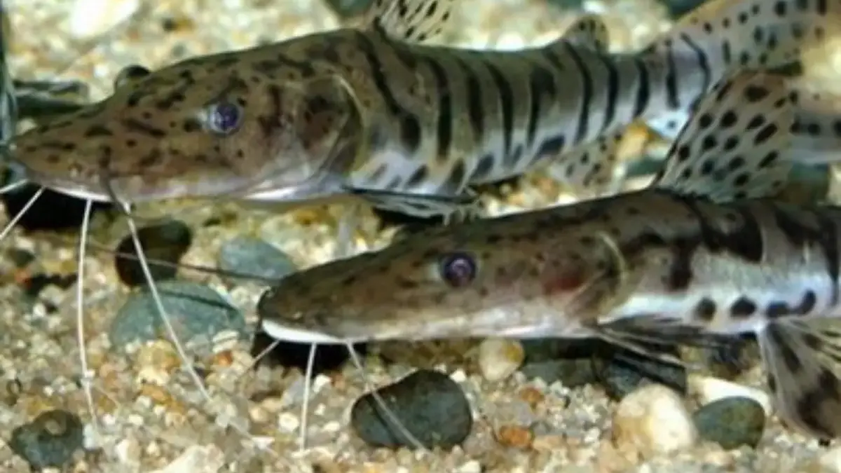 5 Fakta Tentang Ikan Tiger Shovelnose Catfish, Ikan Sungai Amazon