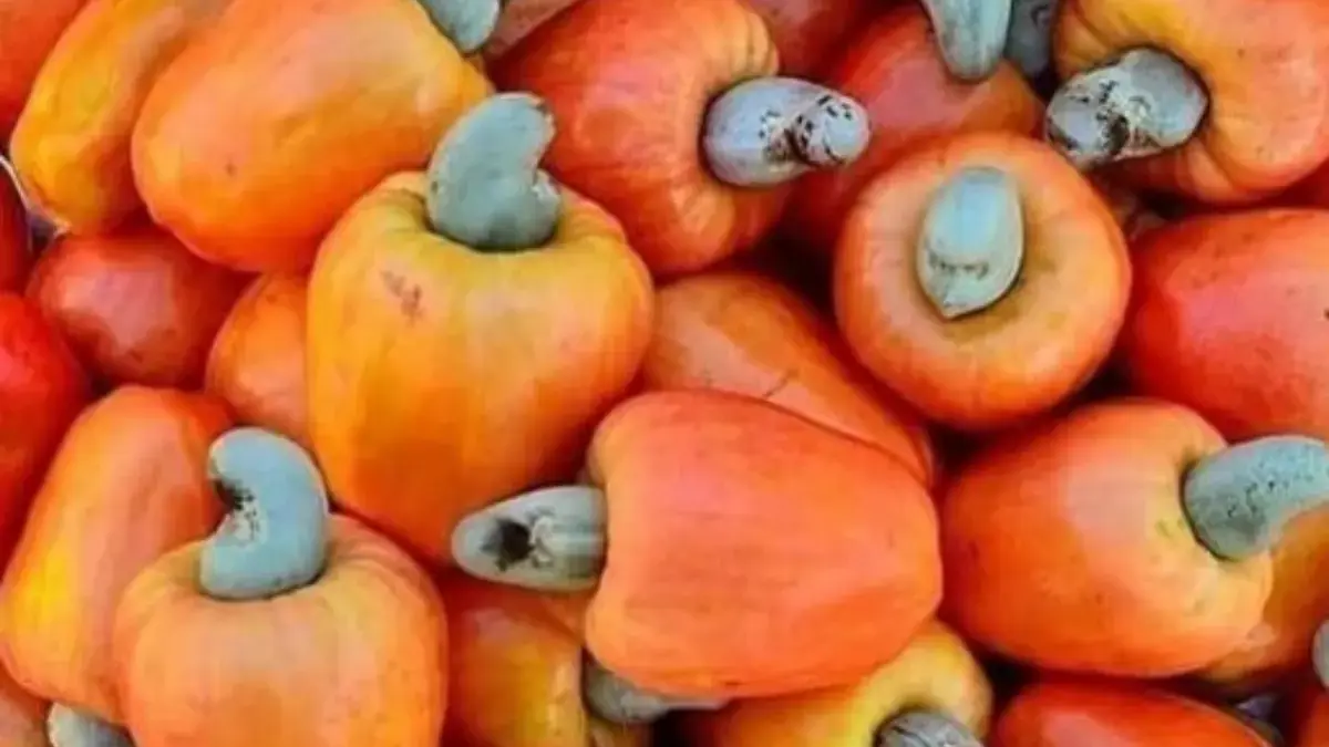5 Jenis Buah Jambu yang Ditemukan Di Indonesia, Pernah Coba yang Mana ? 