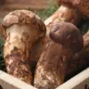 5 Jenis Jamur dengan Harga Termahal di Dunia, Harganya Bikin Kita Terkejut 