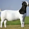 Perbedaan Daging Kambing dan Domba, Mana yang Lebih Sehat?