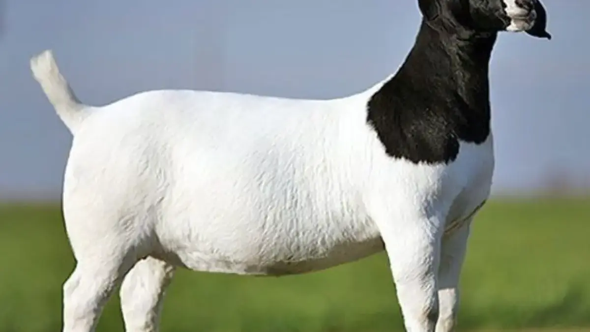 Perbedaan Daging Kambing dan Domba, Mana yang Lebih Sehat?