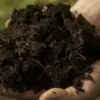 Cara Membuat Pupuk Organik untuk Tanaman Hidroponik di Rumah, Mudah Banget! 