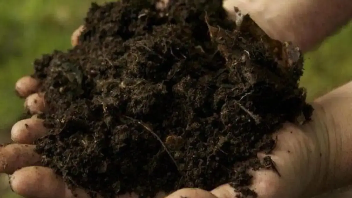 Cara Membuat Pupuk Organik untuk Tanaman Hidroponik di Rumah, Mudah Banget! 