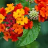Rekomendasi Tanaman Hias Tahan Panas untuk Kebun Mini