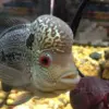 5 Jenis Ikan Louhan yang Sangat Populer, Ikan yang Sempat Tenar di Tahun 2000an Awal 