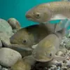 Fakta Menarik Tentang Ikan Ctenopharyngodon Idella Si Pemakan Gulma Air