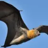 4 Fakta Menakjubkan Mengenai Pteropus Vampyrus, Jenis Kelelawar yang Memiliki Ukuran Besar