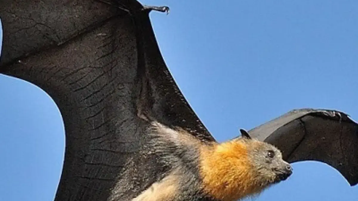 4 Fakta Menakjubkan Mengenai Pteropus Vampyrus, Jenis Kelelawar yang Memiliki Ukuran Besar