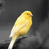 5 Cara Merawat Burung Kenari Agar Gacor dan Terus Berkicau
