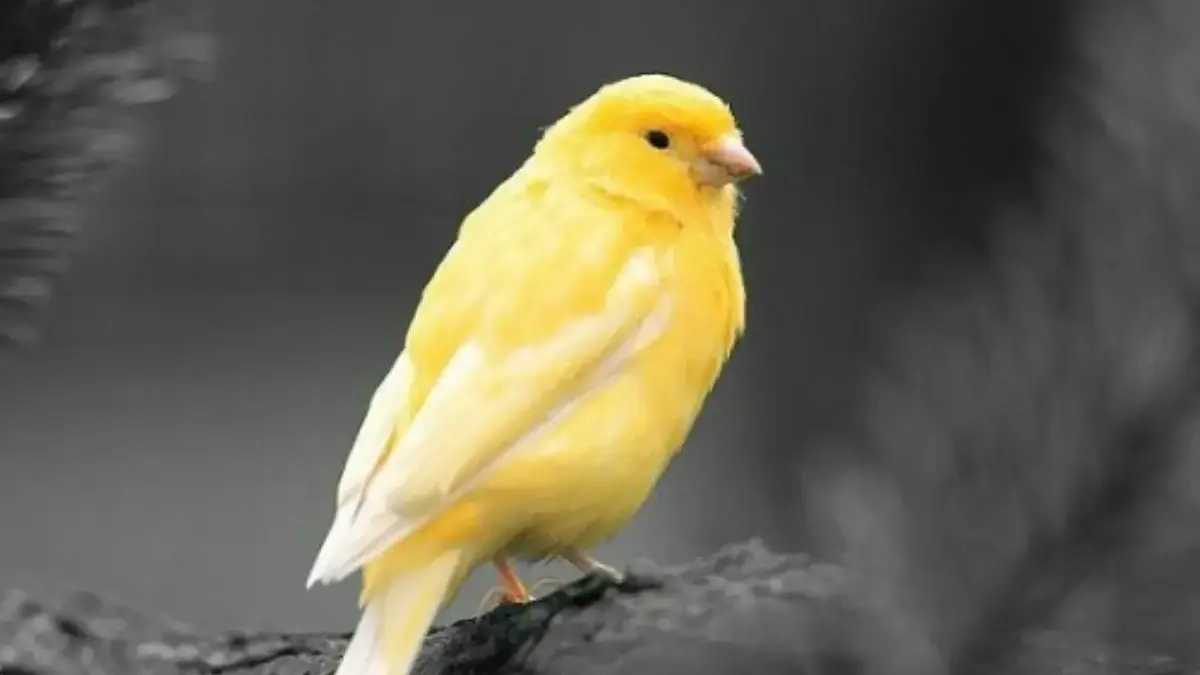 5 Cara Merawat Burung Kenari Agar Gacor dan Terus Berkicau