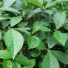Mengenal Jenis-Jenis Tanaman Langka untuk Kebun Mini, Pilihan Cocok untuk Pecinta Tanaman!
