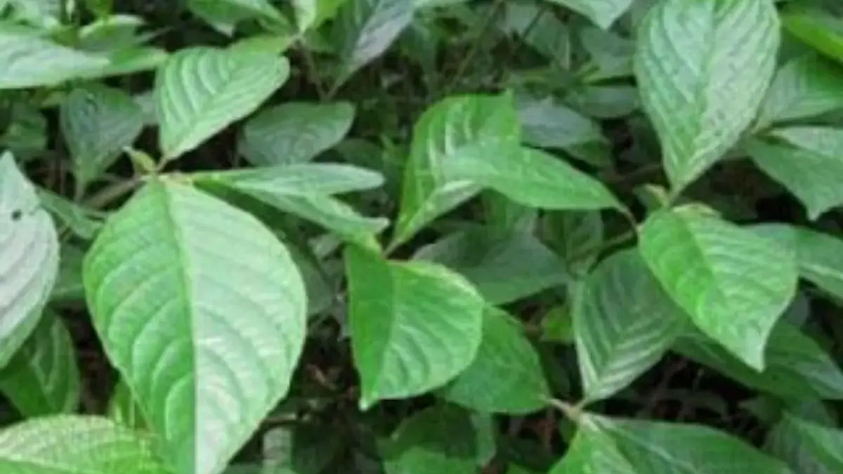 Mengenal Jenis-Jenis Tanaman Langka untuk Kebun Mini, Pilihan Cocok untuk Pecinta Tanaman!