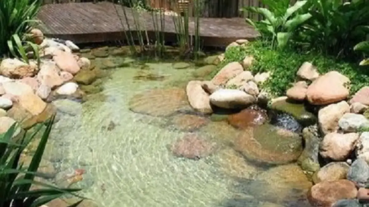 Rekomendasi Desain Kolam Ikan Minimalis dan Mewah, Cocok Untuk Perumhan dengan Lahan Terbatas 