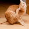 Ayo Cek Segera,4 Ciri Anjing dan Kucing yang Terkena Jamuran 