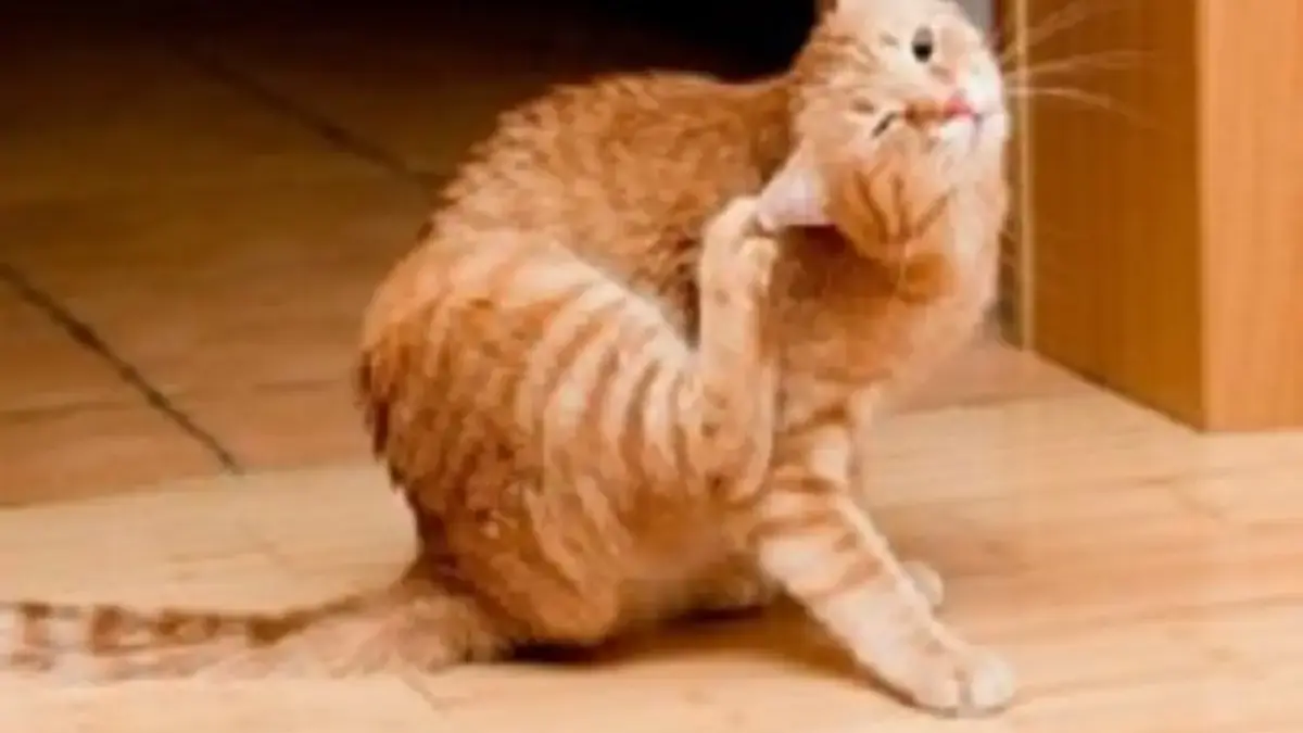Ayo Cek Segera,4 Ciri Anjing dan Kucing yang Terkena Jamuran 